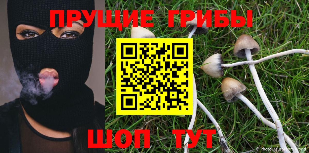 Псилоцибиновые грибы Psilocybe  Ижевск 